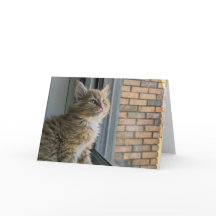 Huey looks out at the world