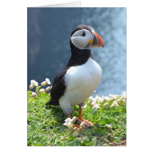 Huffin' Puffin (Front)