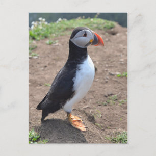'Huffin' Puffin' by Mike Paget Postcard