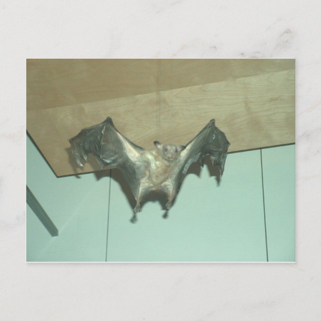 Huge Bat "flying fox" Postcard (Front)