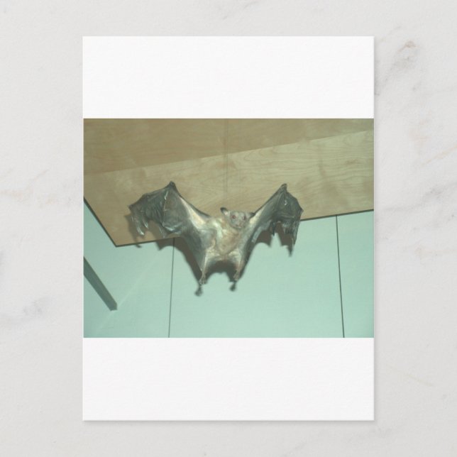 Huge Bat "flying fox" Postcard (Front)