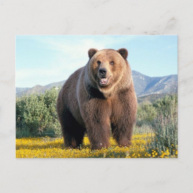 Huge Brown Bear Postcard (Front)