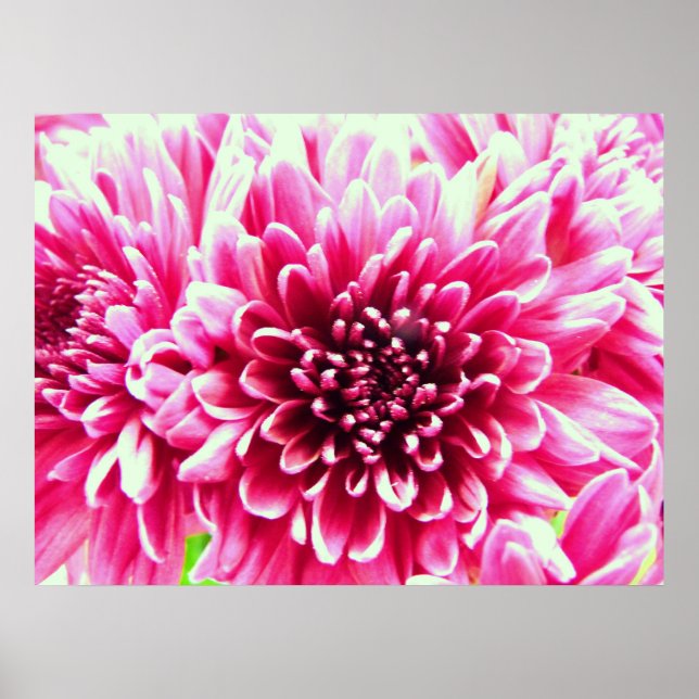 huge chrysanthemum pink flower canvas poster (Front)