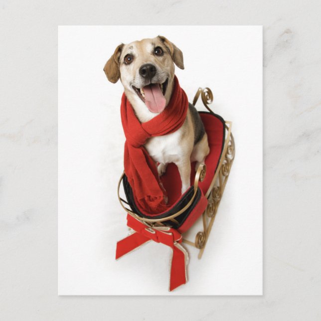 Huge happy smile on face of puppy dog sitting on postcard (Front)