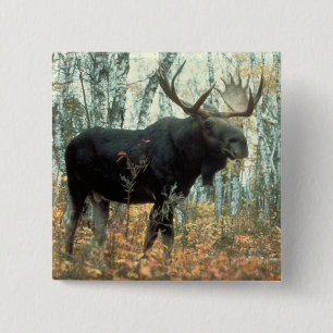 Huge Moose 15 Cm Square Badge