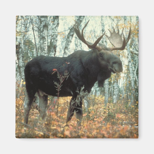Huge Moose Magnet (Front)