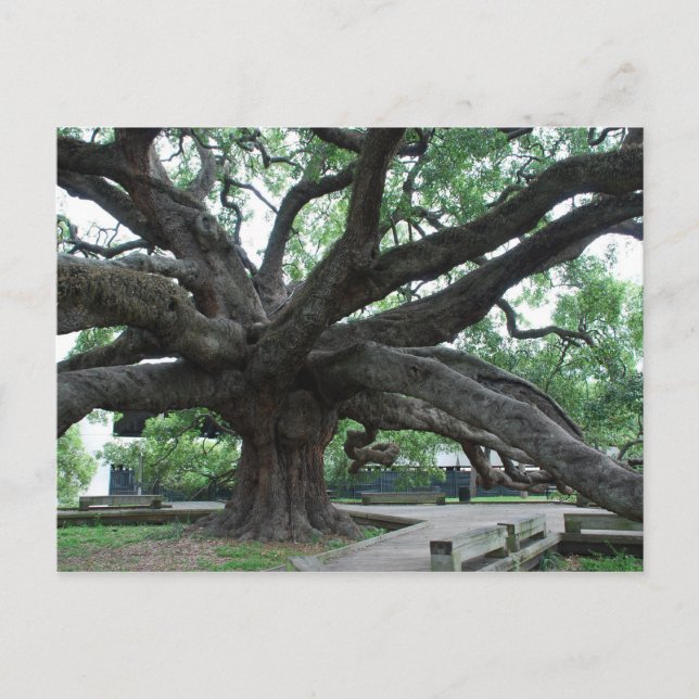 HUGE Oak Tree Jacksonville Florida Postcard (Front)