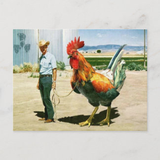 Huge Rooster postcard