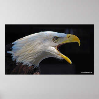 Huge Screaming Eagle Poster