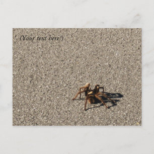 HuGe sPiDeR II Postcard