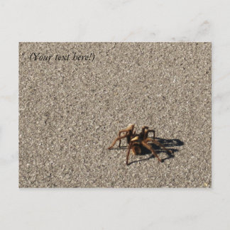 HuGe sPiDeR II Postcard