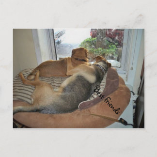Hugging Dogs Sharing A View Postcard