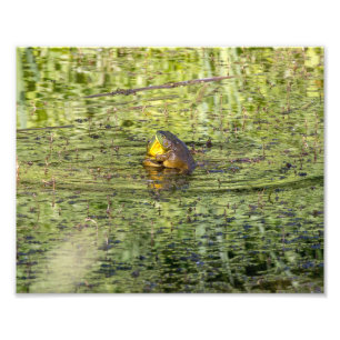 Hugging Frogs Photo Print
