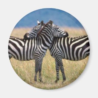Hugging Zebras Magnet
