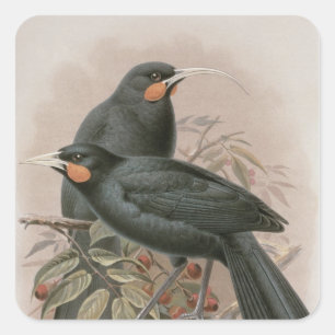 Huia Square Sticker