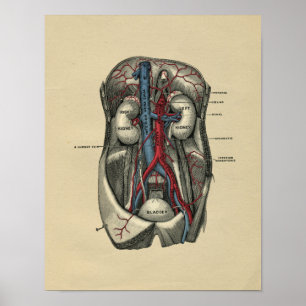 Human Abdominal Anatomy 1902 Vintage Print