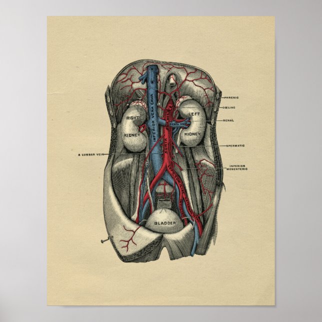 Human Abdominal Anatomy 1902 Vintage Print (Front)