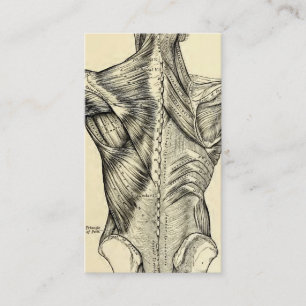 Human Anatomy Art Back Muscles (circa 1890) Business Card