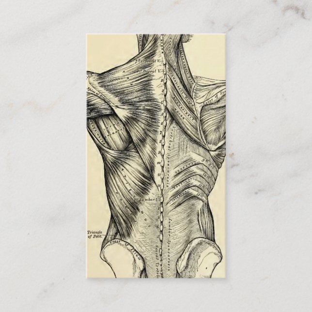 Human Anatomy Art Back Muscles (circa 1890) Business Card (Front)