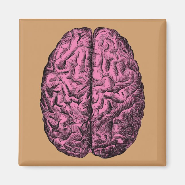 Human Anatomy Brain Magnet (Front)