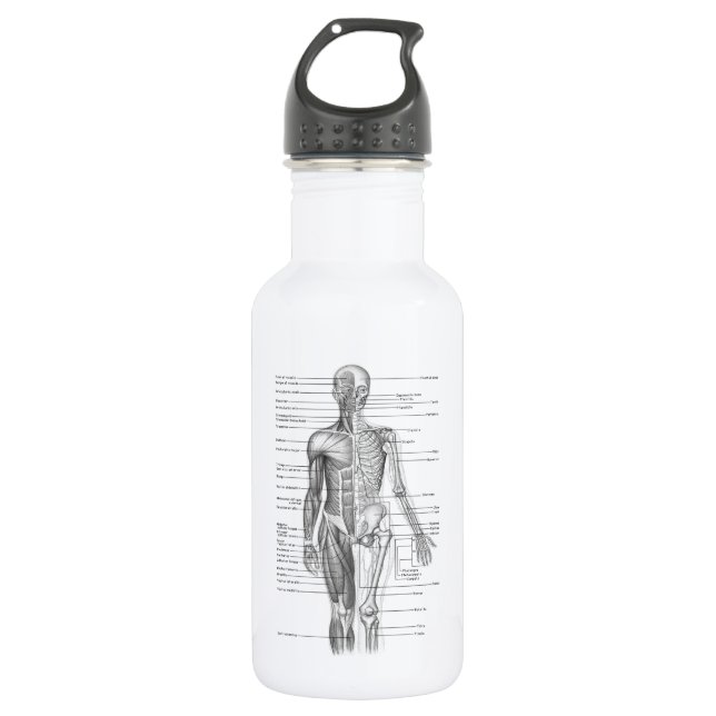 Human Anatomy Chart 532 Ml Water Bottle (Front)
