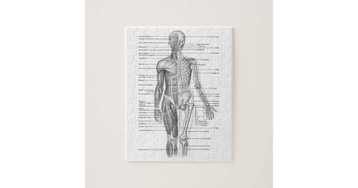 Human Anatomy Chart Jigsaw Puzzle | Zazzle.co.uk