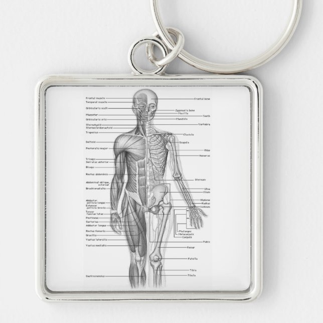 Human Anatomy Chart Key Ring (Front)