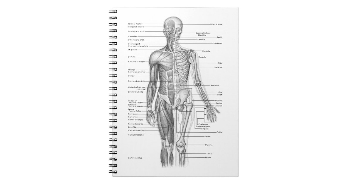 Human Anatomy Chart Notebook | Zazzle.co.uk