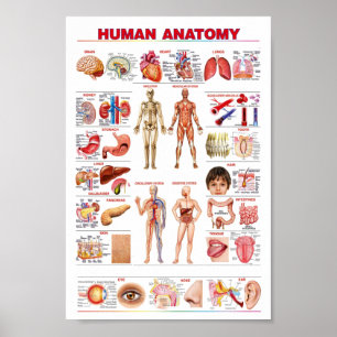 Human Anatomy educational Poster