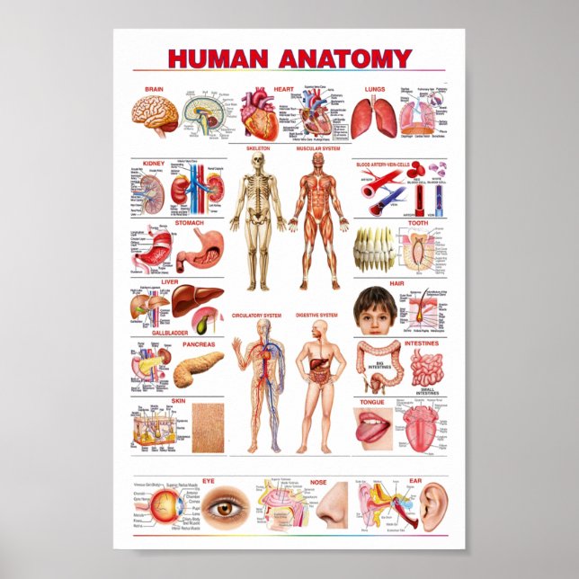 Human Anatomy educational Poster (Front)