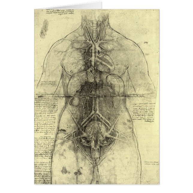 Human Anatomy, Female Torso by Leonardo da Vinci (Front)