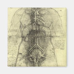 Human Anatomy, Female Torso by Leonardo da Vinci Magnet