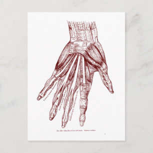 Human Anatomy Hand Muscles Red Postcard