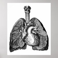 Human Anatomy Heart Lungs Science Art