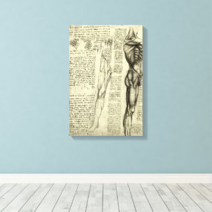 Human Anatomy Male Muscles by Leonardo da Vinci Canvas Print