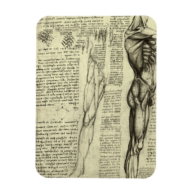 Human Anatomy Male Muscles by Leonardo da Vinci Magnet (Vertical)