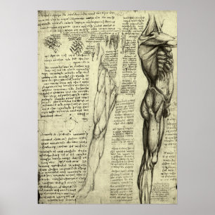 Human Anatomy Male Muscles by Leonardo da Vinci Poster