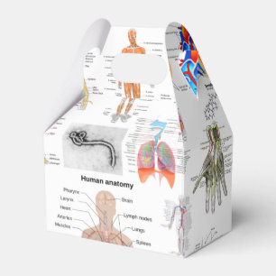 Human Anatomy Medical Charts Favour Box