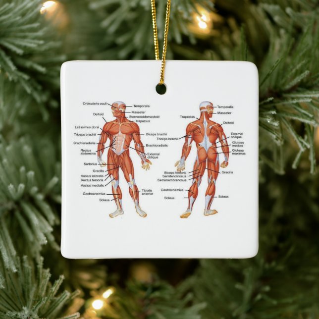 Human Anatomy muscle diagram Ceramic Ornament (Tree)