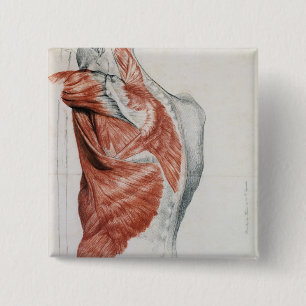 Human Anatomy; Muscles of the Torso and Shoulder 15 Cm Square Badge