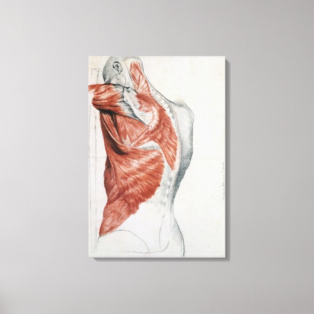 Human Anatomy; Muscles of the Torso and Shoulder Canvas Print (Front)