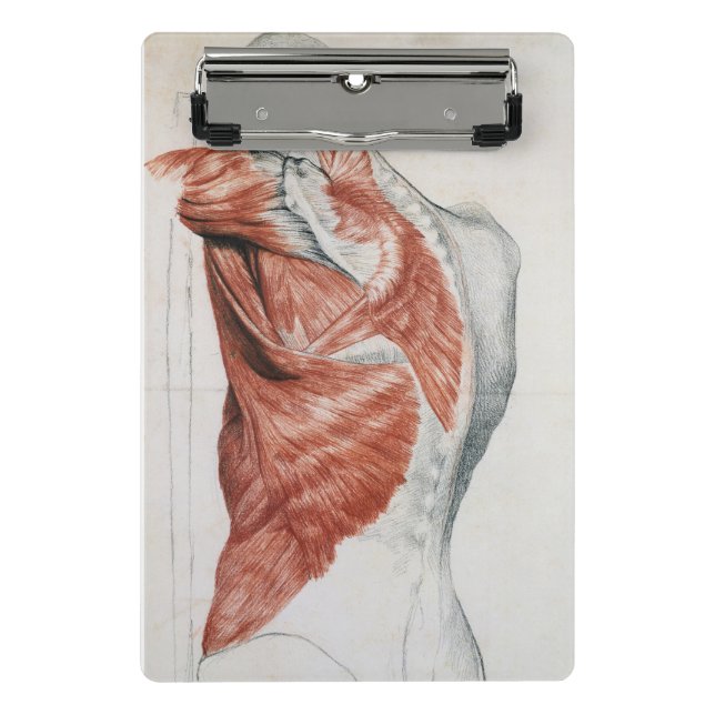Human Anatomy; Muscles of the Torso and Shoulder Mini Clipboard (Front)