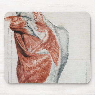 Human Anatomy; Muscles of the Torso and Shoulder Mouse Mat