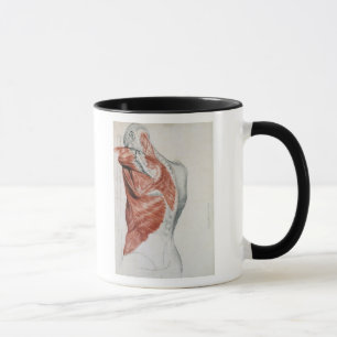 Human Anatomy; Muscles of the Torso and Shoulder Mug