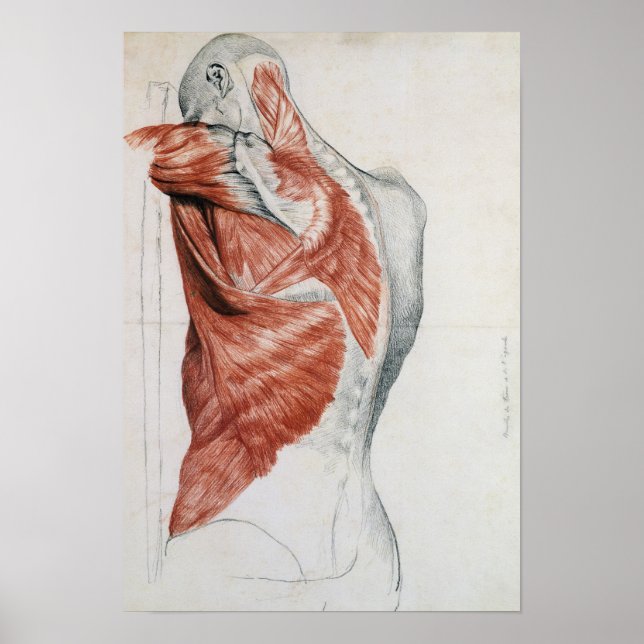 Human Anatomy; Muscles of the Torso and Shoulder Poster (Front)