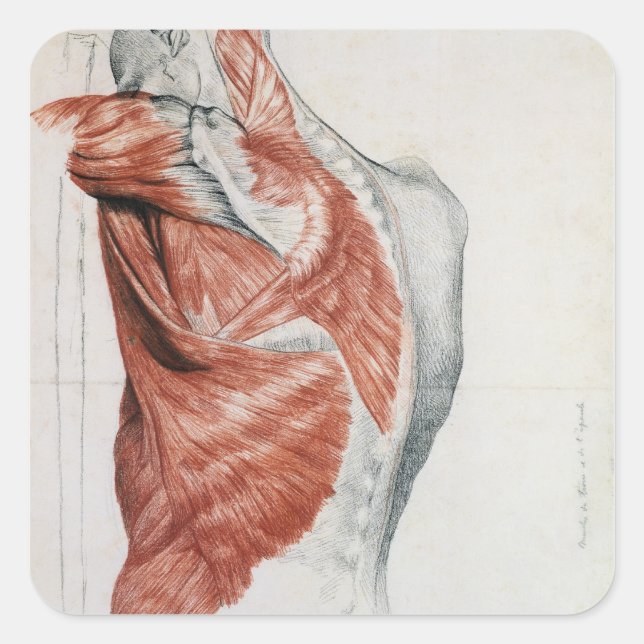 Human Anatomy; Muscles of the Torso and Shoulder Square Sticker (Front)