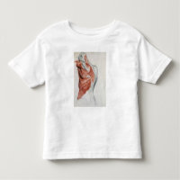 Human Anatomy; Muscles of the Torso and Shoulder