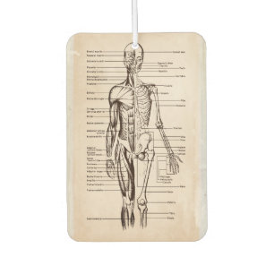 Human Anatomy & Physiology Diagram Car Air Freshener