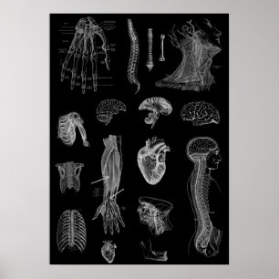 Human Anatomy Print