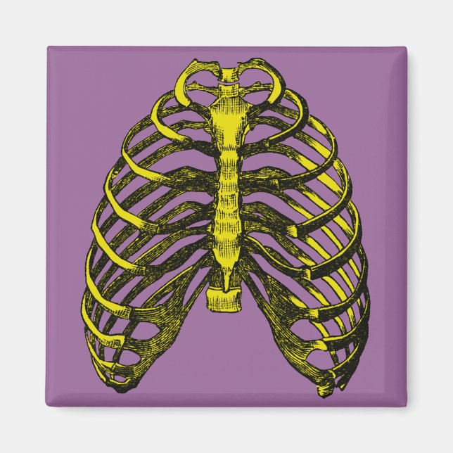 Human Anatomy Rib Cage Magnet (Front)